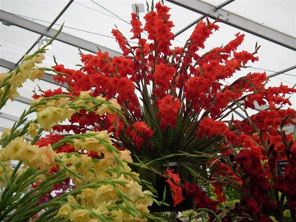 Floral marquee in the long water area 53